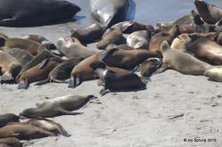 Elephant seal and Sea lions share a space.