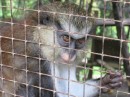 Caged monkey at the cocoa plantation