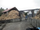 Workers leaving the rum distillery at the end of the day...note the piles of sugar cane after crushing to remove the sugar juice.. this is used to fuel the furnace used to heat the mash for distilling