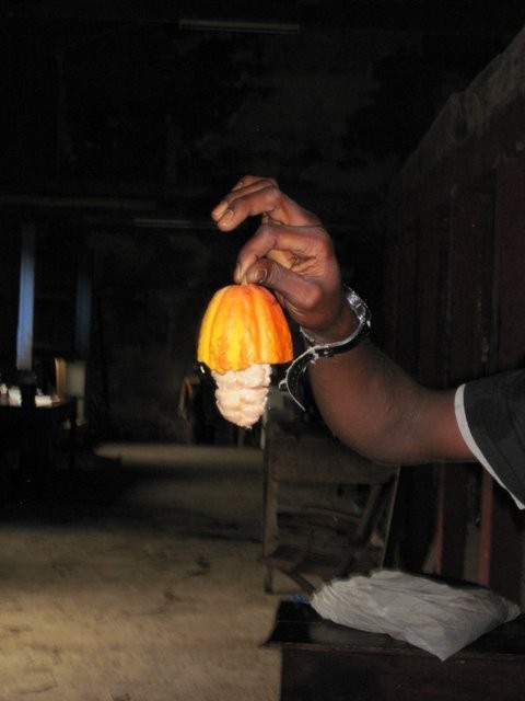 A ripe cocoa pod broken open
