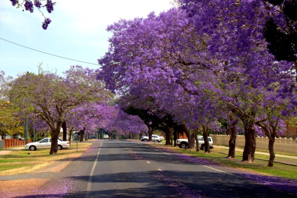 A Jacaranda avenue Grafton