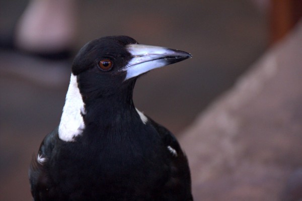 An Australian  magpie singing for it