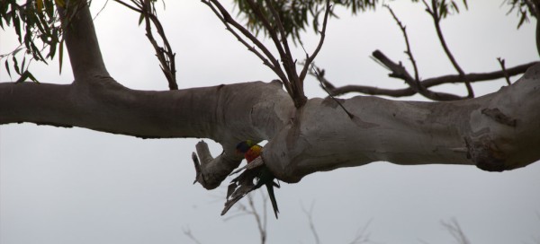 Rainbow Lorikeet looking for a nesting site.