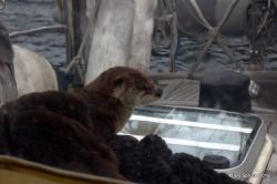 otter onboard Spruce.