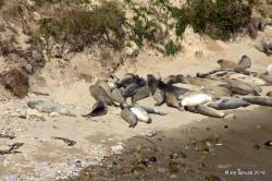Elephant Seals Drakes Bay