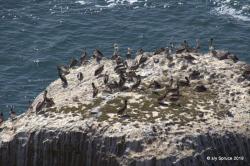 Pelicans on Chimney Rock.