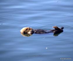 Sleeping Sea otter.