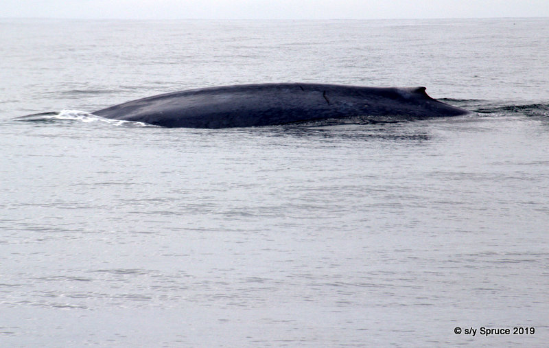 A whale close to the boat.