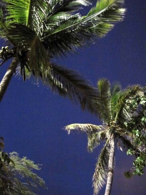 Evening - Palm trees