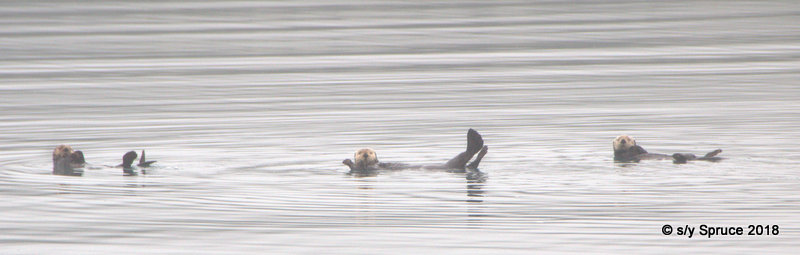 Three  little Otters swim by.