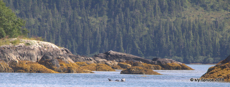 A harbour seal in Otter Cove.