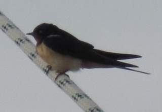 A swallow that visited. After an aborrtive attempt to depart it spent the night roosting in the forecabin (hatch open) and left at dawn.