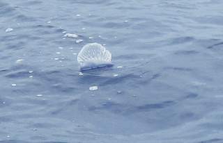 Portuiguese Man-Of-War jellyfish blowing past.