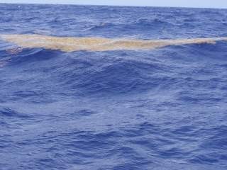 One of the large patches of Sargasso weed floating around in the seas near Bermuda.