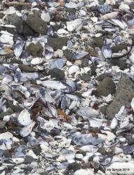 Shells on Grassy Islands