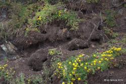 Birds nesting burrows Grassy Islands