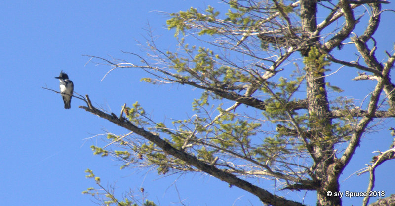 Kingfisher keeping watch.