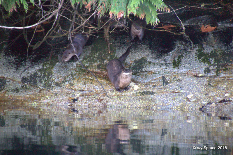 A family of River otters .