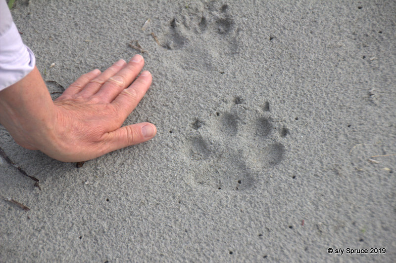 Wolf prints in the sand