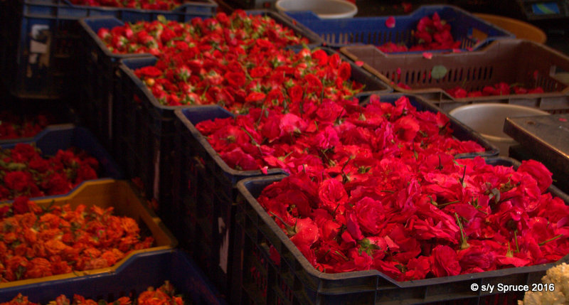 Who will buy my sweet red roses?