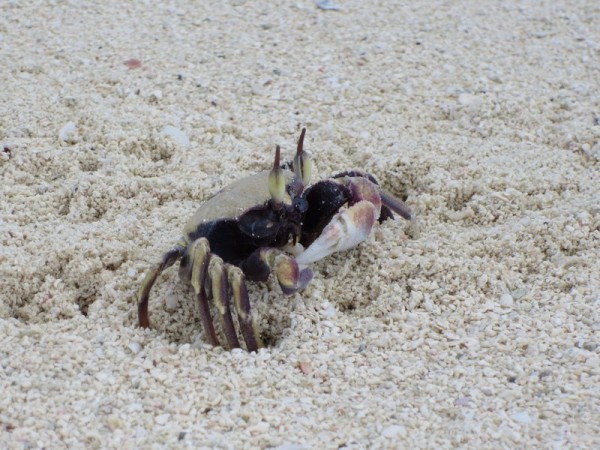 A ghost crab