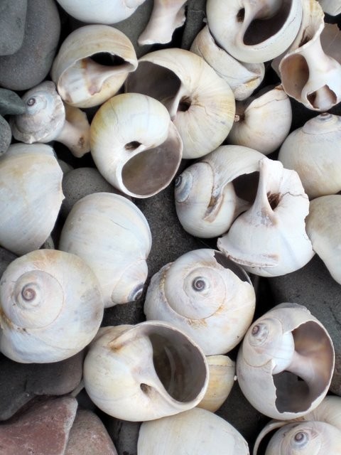 Shells washed up on beach