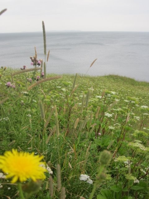 Meadow along the cliff tops