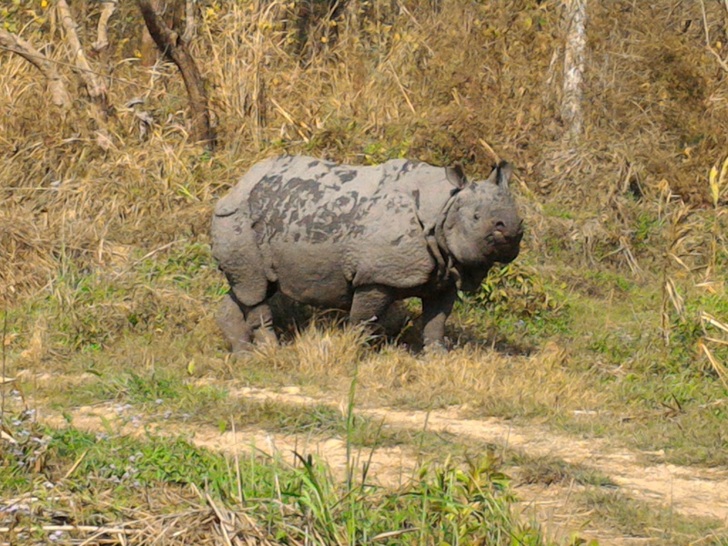 A  One horned Rhino munching in the park.