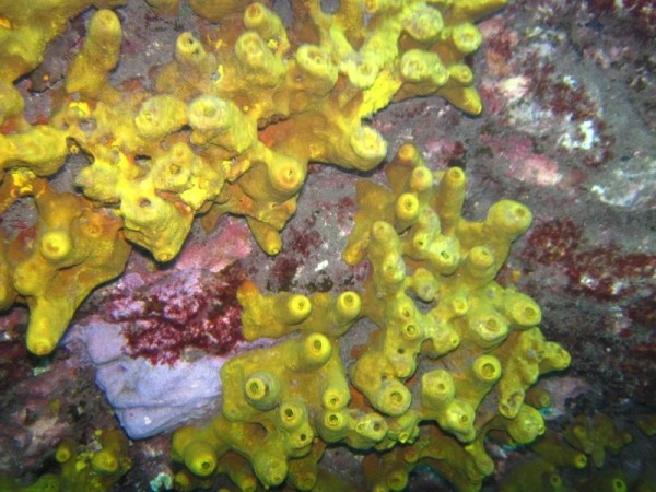A second type of coral in sparse evidence