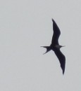 Magnificent Frigate Bird about to mob the local Laughing Gulls