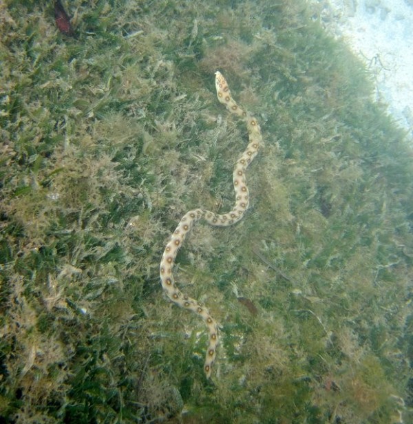 A spotted snake Eel.