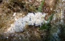 The un-named sea slug... look at the delicate antenna