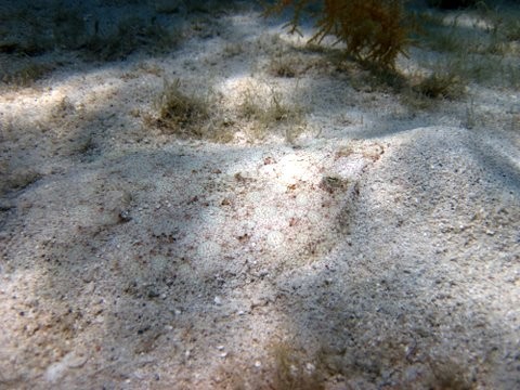 Spot the Peacock Flounder - unbelievable camouflage.. the eyes give it away