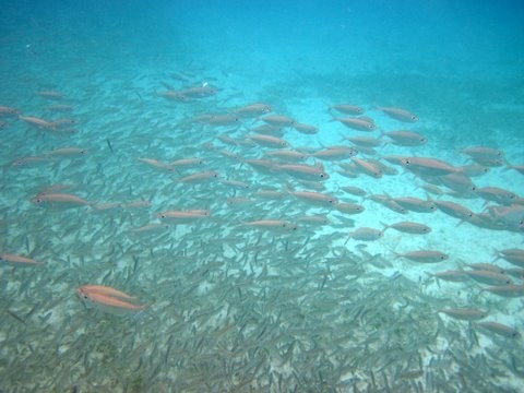 Fish shoaling as a barracuda approaches