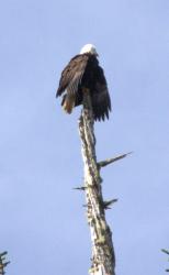 Bald eagle drying out