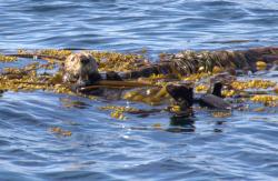 Sea Otter in kelp