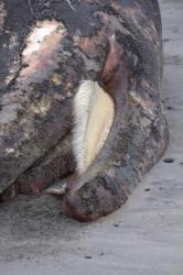 Dead Whale Cape Suthil