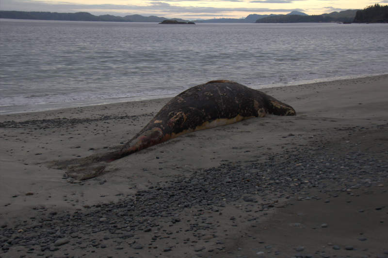 Dead Whale Cape Suthil