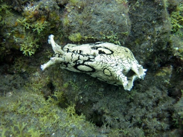 Sea Hare - large slug like creature that munches the weed