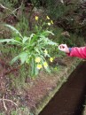 One of the plants we had previously seen turned out to be a very large dandelion type plant.