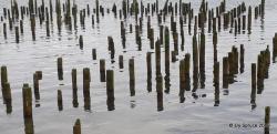 The remains of docks in Astoria.