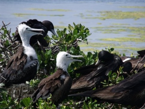 Juvenille Frigate Birds sitting on the nest and waiting for a free meal from Mum & Dad.