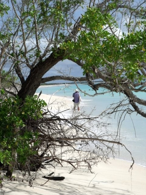 Wandering lonely as a cruiser on a Caribbean beach.