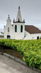 Church with vines