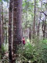 Sue  hugging a beautiful Kauri Tree.
