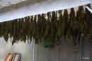 Drying seaweed. Oshima