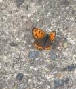 tiny butterfly.