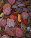 Colourful scallop shells.