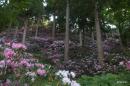 Rhododendron garden