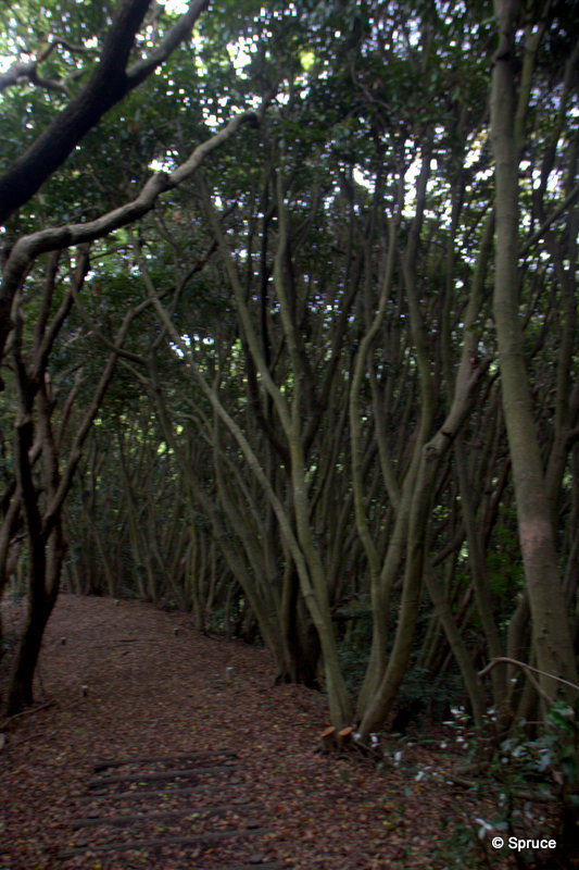 Camillia trees on the path.